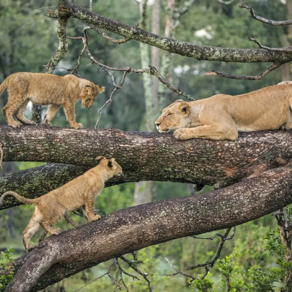 Why You Should Book Your Travel Through a Tour Company