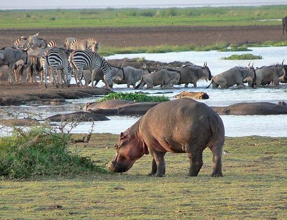 6 Days 5 Nights Tanzania Safari