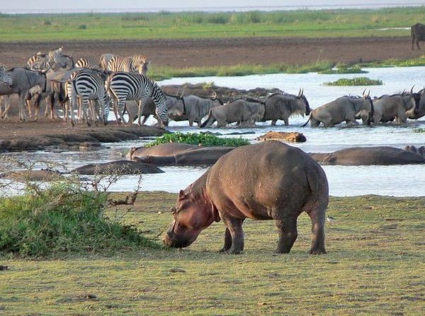 6 Days 5 Nights Tanzania Safari