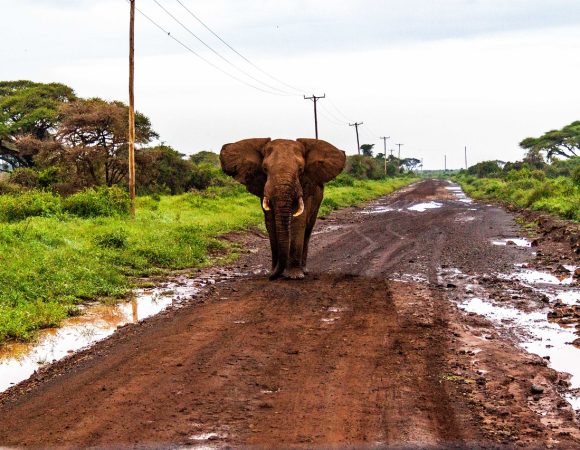 6 Days 5 Nights Kenya Safari