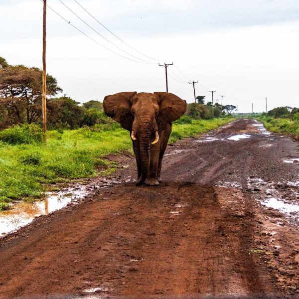 6 Days 5 Nights Kenya Safari