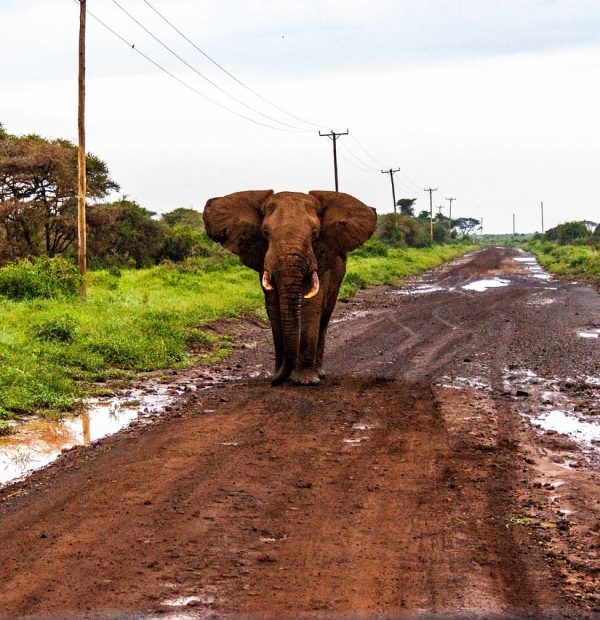 6 Days 5 Nights Kenya Safari