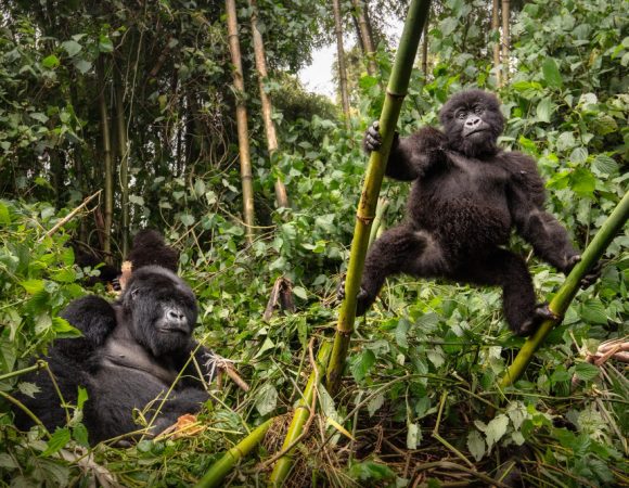 Gorilla Expedition Sabyinyo option