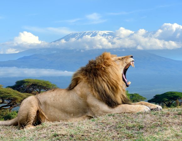 Highlights of Kenya and Beach