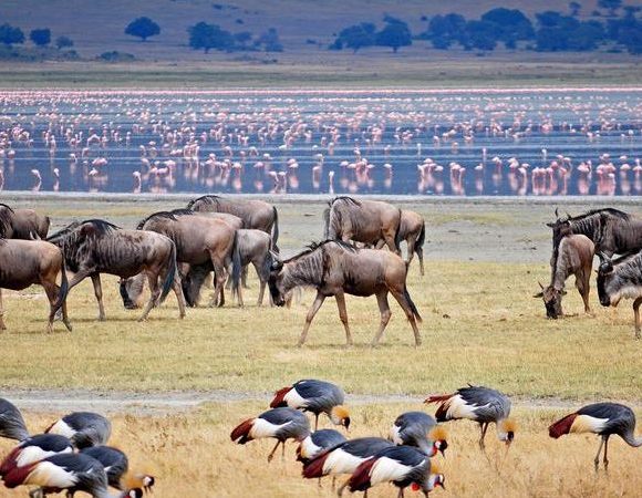 Tanzania & Kenya Luxury Migration Safari