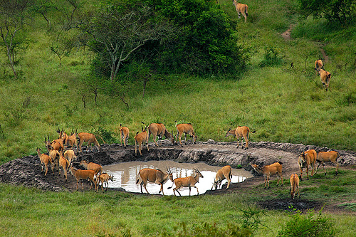 Kibale Forest-Queen Elizabeth-Bwindi Gorillas-Lake Mburo