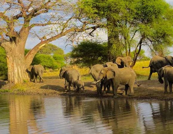 Bespoke & intimate Kenya, Tanzania Safari