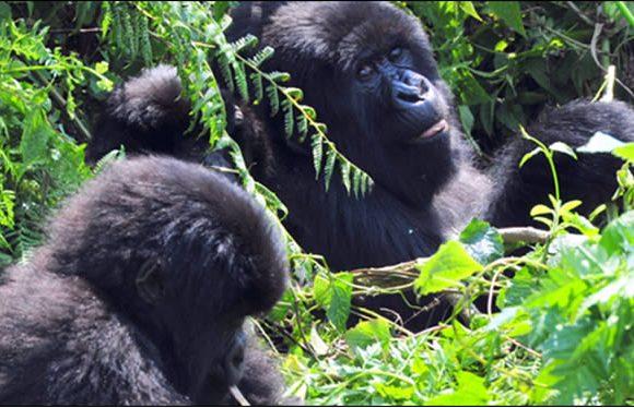 Exclusive Gorilla Expedition