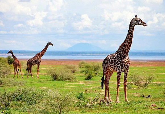 Luxury Across East Africa Safari