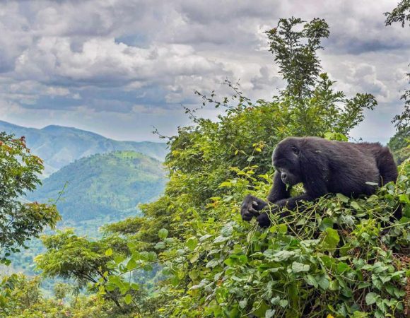 Bwindi Gorilla Encounter-3 Days / 2 Nights