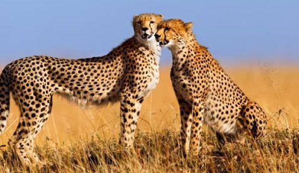 3 Days/ 2 Nights Amboseli Tour