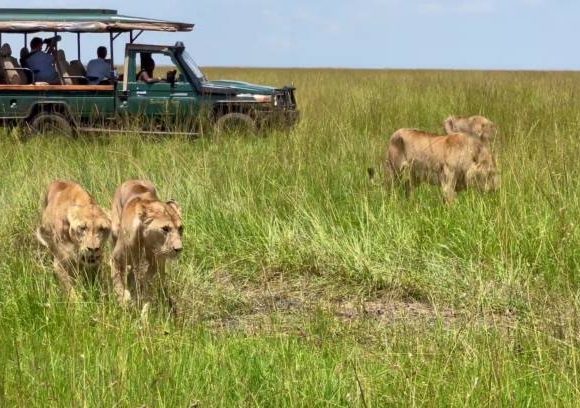 Majestic Kenya Safari