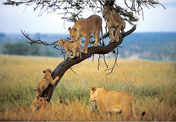 Great Northern Tanzania Expedition