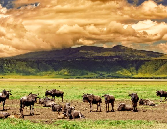 Luxury Tanzania Exploration Safari